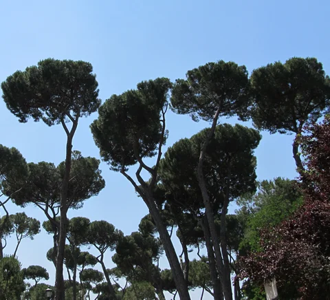 Umbrella pines in Villa Borghese’s public park, photographed in 2014.